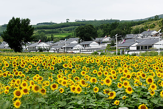 鲜花,掩映,新农村