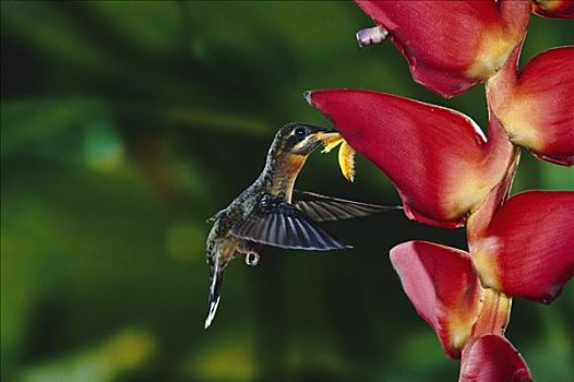 蜂鸟,进食,授粉,海里康属植物,低地,雨林,哥斯达黎加