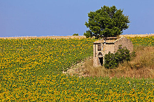 石头,农民,小屋,向日葵,靠近,瓦伦索,普罗旺斯,法国