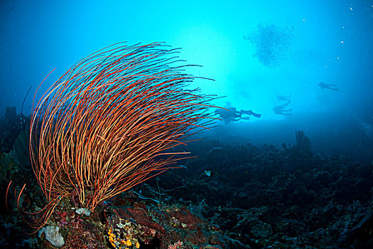 鞭子,珊瑚,印度尼西亚