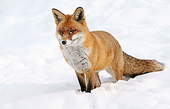 红色,狐狸,雪