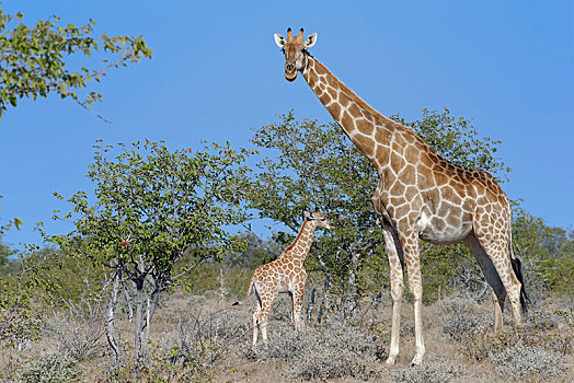 安哥拉,长颈鹿,幼兽,埃托沙国家公园,纳米比亚,非洲