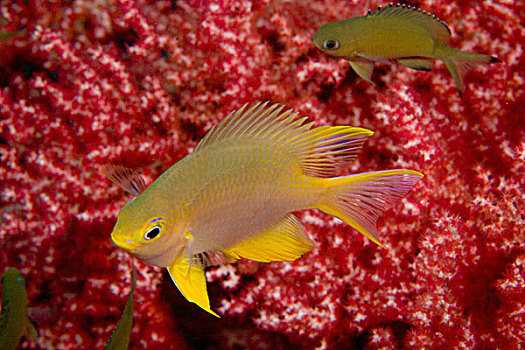 黄背宽刻齿雀鲷,靠近,珊瑚海扇,班达海,印度尼西亚