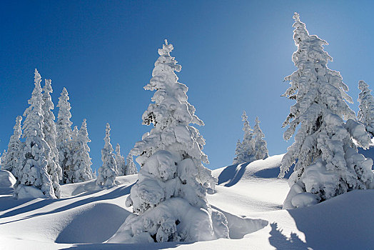 积雪,冬日树林,蒙塔丰,奥地利,欧洲