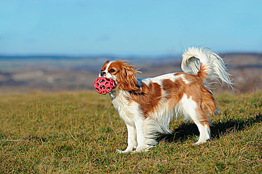 查尔斯王犬,布伦海姆,色彩,站立,玩具,嘴
