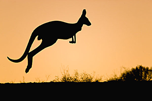 红袋鼠,跳跃,日落,国家公园,新南威尔士,澳大利亚