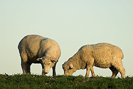 家羊,两个,湿地,绵羊,放牧,自然,自然保护区,北方,英格兰,英国,欧洲