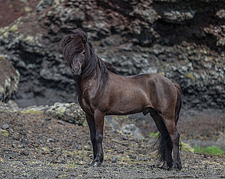 冰岛,种马