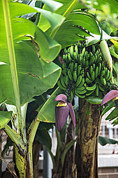 香蕉花,树上