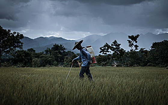 稻田,农民,喷,杀虫剂