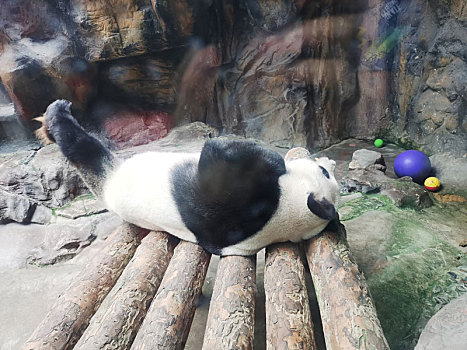 北京动物园·熊猫馆