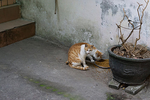 街角花盆旁两只吃食的橘色猫