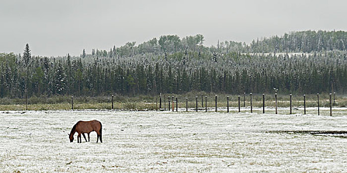 马,放牧,土地,艾伯塔省,加拿大