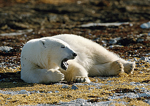 北极熊,躺着,地面,张嘴,加拿大