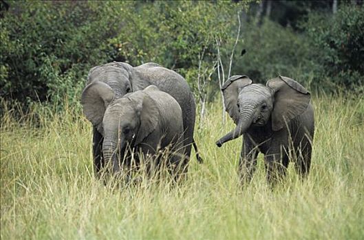 非洲象,牧群,年轻,大象,肯尼亚