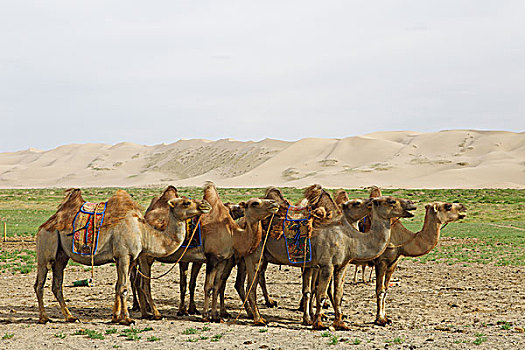 牧群,巴克特里亚,骆驼,蒙古,马鞍,正面,沙丘,戈壁,国家公园,戈壁沙漠,南,省,亚洲