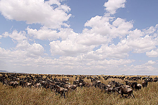 肯尼亚非洲大草原角马群