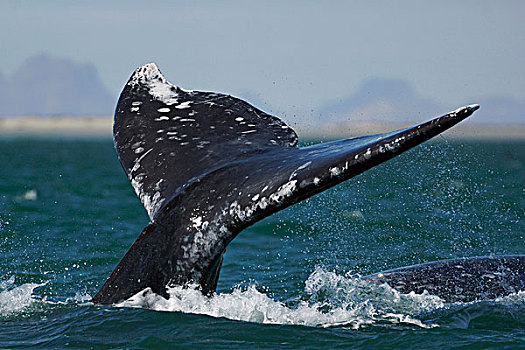 灰鲸,尾部,下加利福尼亚州,墨西哥