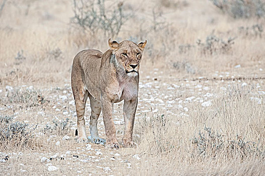 雌狮,成年,站立,岩石,地面,埃托沙国家公园,纳米比亚,非洲