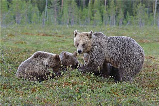 棕熊,觅食,芬兰