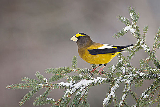 雄性,针叶树,冬天,阿尔冈金省立公园,安大略省,加拿大