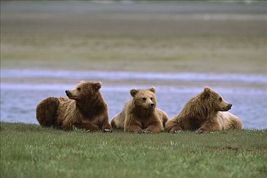大灰熊,棕熊,幼小,卡特麦国家公园,阿拉斯加