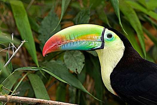 巨嘴鸟,头像,哥斯达黎加