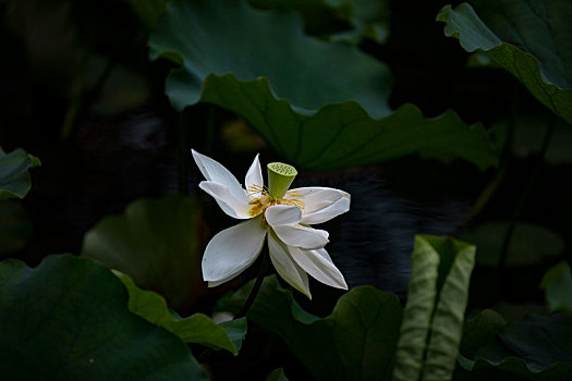 醉白池荷花