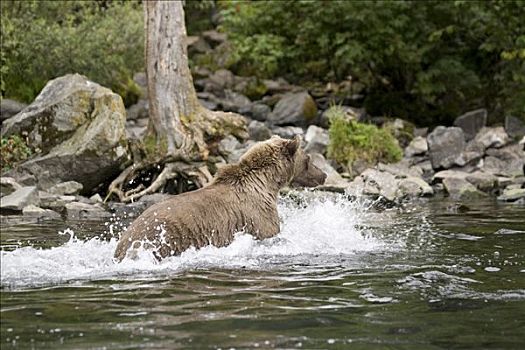 大灰熊,游泳,捕鱼,狼獾,溪流,阿拉斯加,夏天