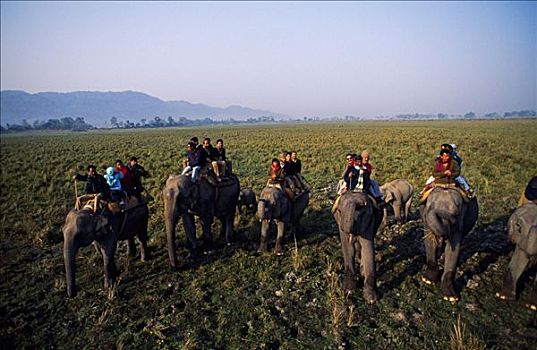 游客,大象,背影,注视,一个,有角,犀牛,卡齐兰加国家公园,雅鲁藏布江,极北地区,东方,印度,区域,湿地,高
