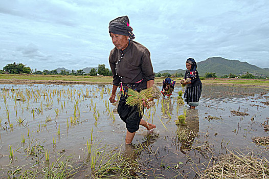 坝,农民,种植,稻米,幼苗,省,泰国,亚洲