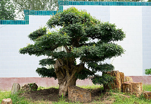 园林,绿植,绿树,树丛,树冠,松树,造型,园林景观,艺术,树