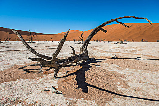 死,骆驼,刺,刺槐,正面,沙丘,死亡谷,索苏维来地区,纳米布沙漠,纳米比诺克陆夫国家公园,纳米比亚,非洲