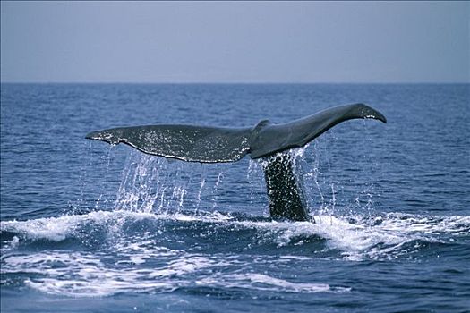 抹香鲸,尾部,科纳海岸,夏威夷