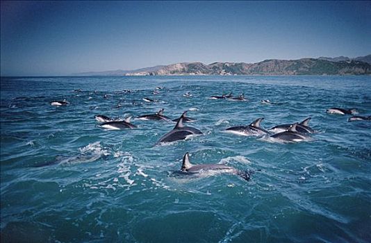 暗黑斑纹海豚,乌色海豚,表面,新西兰
