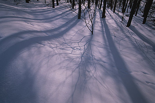 雪原,影子