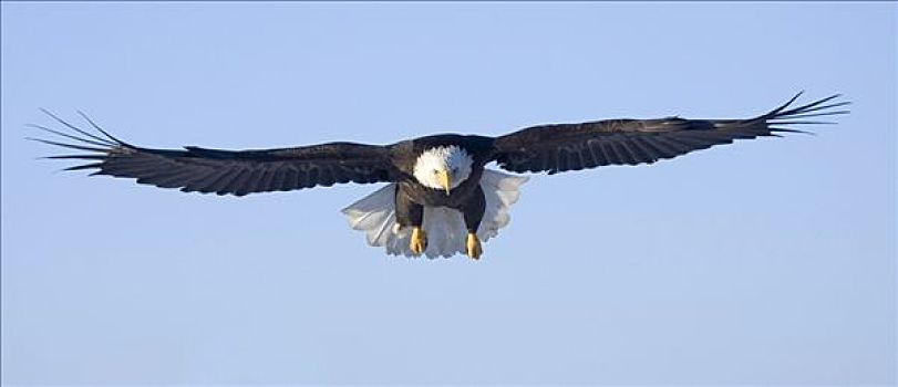 白头鹰,半空,飞行,上方,正面,图像,肯奈半岛,阿拉斯加,冬天