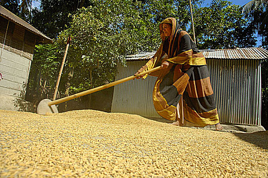 乡村,女人,采集,稻田,晴朗,院落,干燥,孟加拉,六月,2007年