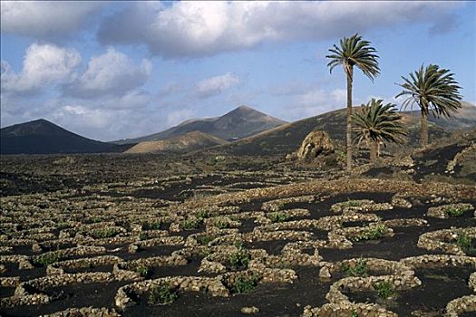 葡萄种植,兰索罗特岛,加纳利群岛,西班牙
