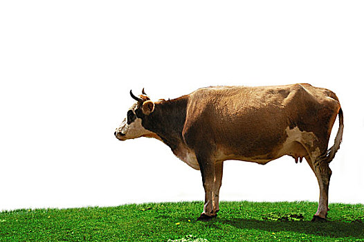 母牛,隔绝,绿色,地点