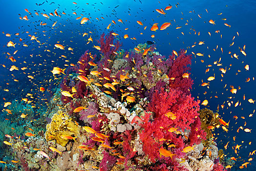 珊瑚礁,礁石,繁茂,软珊瑚,多样,石头,珊瑚,成群,红海,埃及,非洲