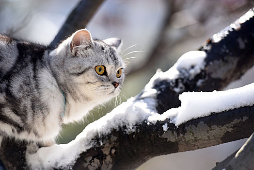 雪中的宠物猫