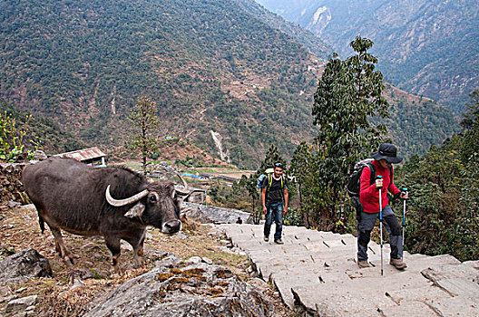 尼泊尔,安纳普尔纳峰,水牛,长途旅行者,攀登,向上,石头,乡村