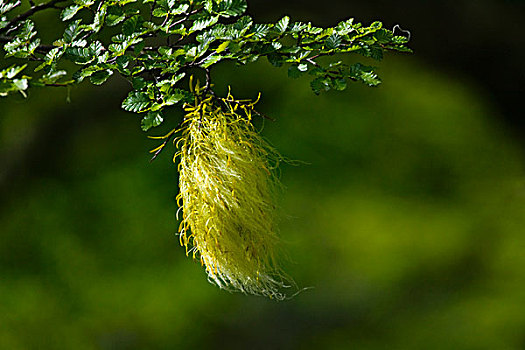 苔藓,悬挂,树,国家公园,洛斯格拉希亚雷斯,巴塔哥尼亚,阿根廷