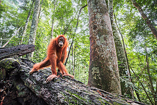 苏门答腊猩猩,黑猩猩,古农列尤择国家公园,苏门答腊岛,印度尼西亚