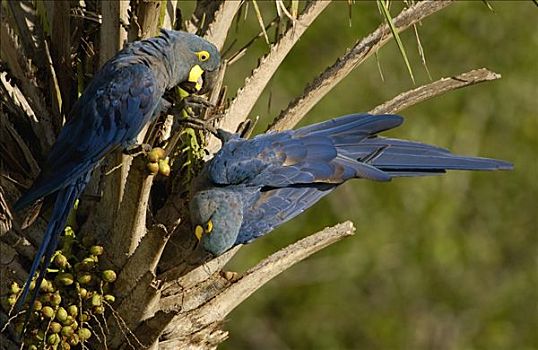 金刚鹦鹉,一对,棕榈树,幸存,巴西,南美