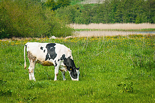 母牛,放牧,绿色,草地,夏天