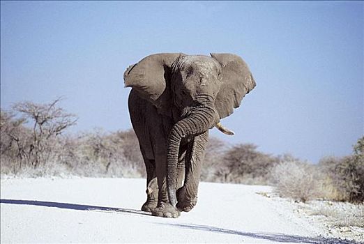 跑,大象,非洲象,哺乳动物,埃托沙国家公园,纳米比亚,非洲,动物