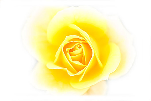 特写,黄玫瑰,柔光