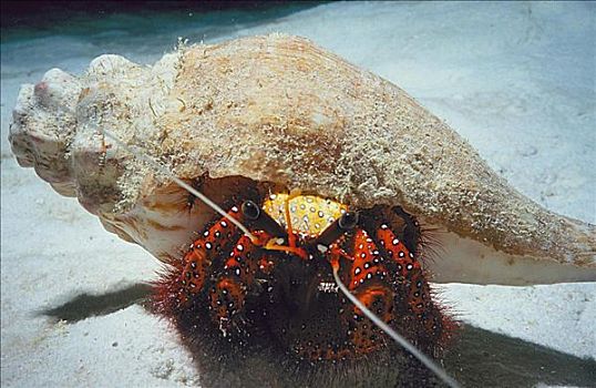 小龙虾,寄居蟹,海洋动物,水下,印度洋,海洋